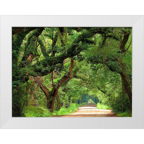 Canopy Road V White Modern Wood Framed Art Print by McLoughlin, James