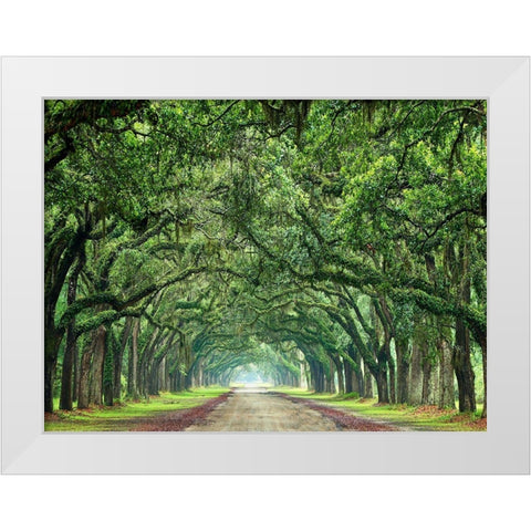 Canopy Road VI White Modern Wood Framed Art Print by McLoughlin, James