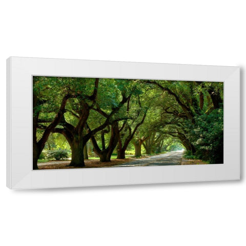 Canopy Road Panorama II White Modern Wood Framed Art Print by McLoughlin, James