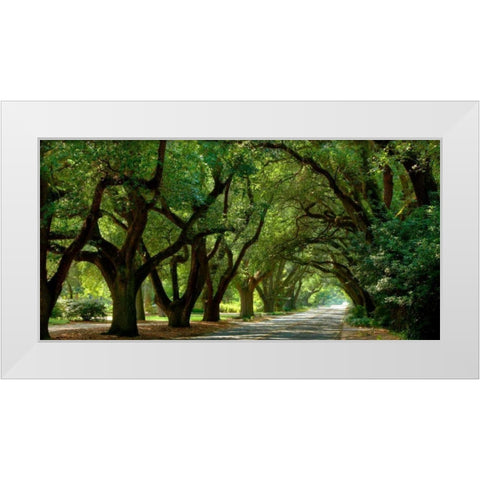 Canopy Road Panorama II White Modern Wood Framed Art Print by McLoughlin, James