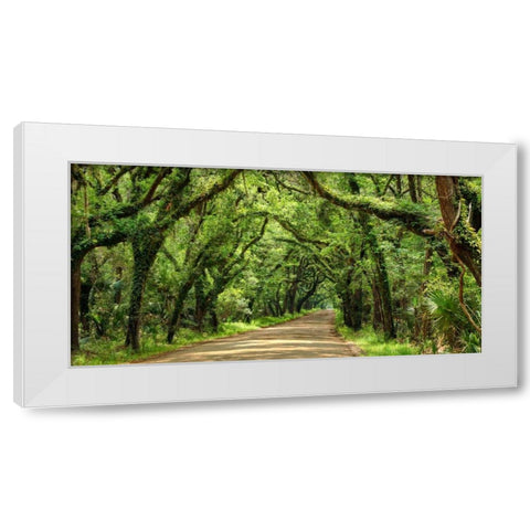 Canopy Road Panorama III White Modern Wood Framed Art Print by McLoughlin, James