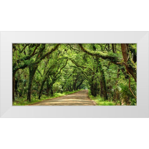 Canopy Road Panorama III White Modern Wood Framed Art Print by McLoughlin, James