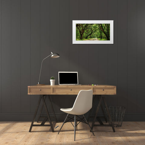 Canopy Road Panorama IV White Modern Wood Framed Art Print by McLoughlin, James