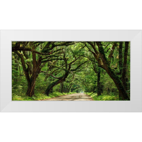 Canopy Road Panorama IV White Modern Wood Framed Art Print by McLoughlin, James