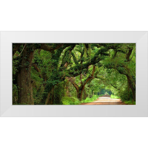 Canopy Road Panorama V White Modern Wood Framed Art Print by McLoughlin, James