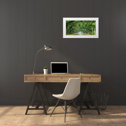 Canopy Road Panorama VI White Modern Wood Framed Art Print by McLoughlin, James