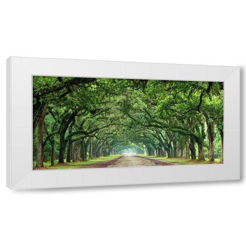 Canopy Road Panorama VI White Modern Wood Framed Art Print by McLoughlin, James