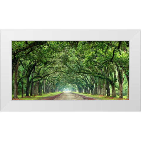 Canopy Road Panorama VI White Modern Wood Framed Art Print by McLoughlin, James