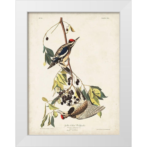 Pl. 190 Yellow-bellied Woodpecker White Modern Wood Framed Art Print by Audubon, John James