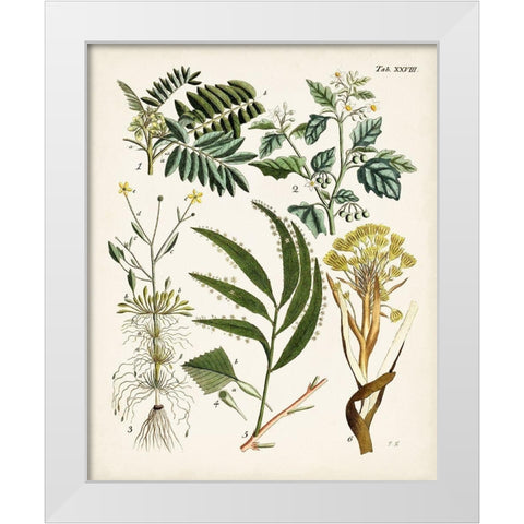 Fanciful Ferns I White Modern Wood Framed Art Print by Unknown