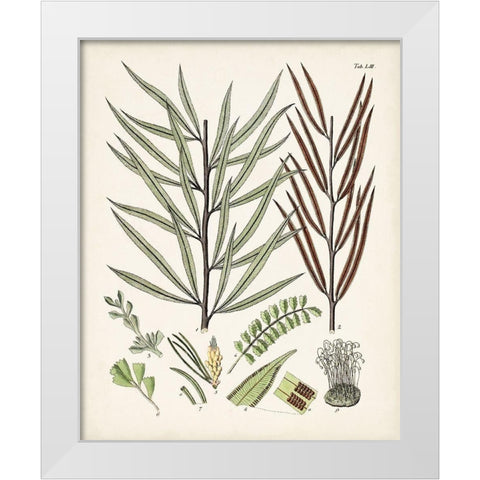 Fanciful Ferns VIII White Modern Wood Framed Art Print by Unknown