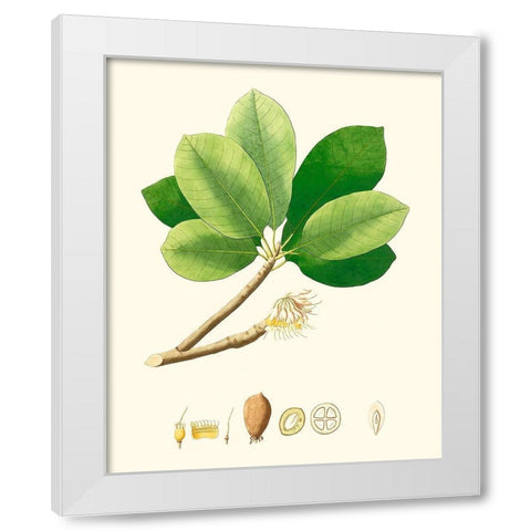 Spring Green Foliage II White Modern Wood Framed Art Print by Unknown