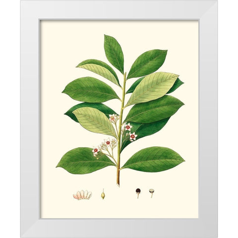 Spring Green Foliage III White Modern Wood Framed Art Print by Unknown