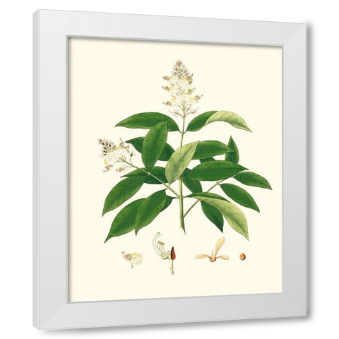 Spring Green Foliage V White Modern Wood Framed Art Print by Unknown