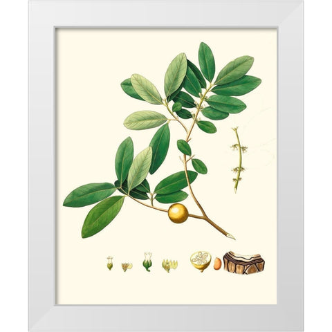Spring Green Foliage VII White Modern Wood Framed Art Print by Unknown