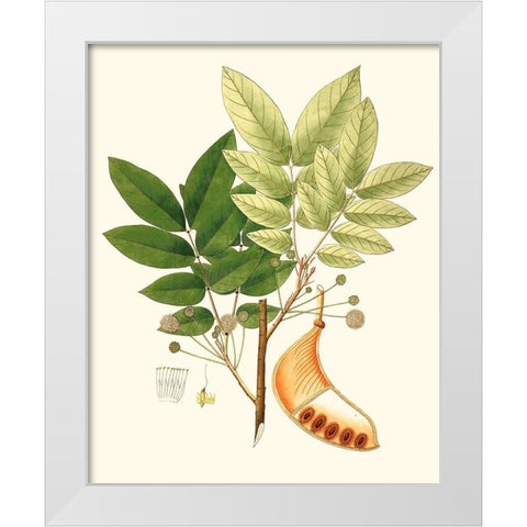 Spring Green Foliage IX White Modern Wood Framed Art Print by Unknown