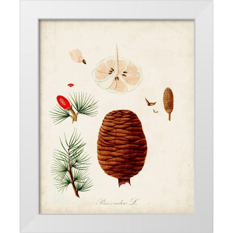 Antique Tree Study VII White Modern Wood Framed Art Print by Unknown