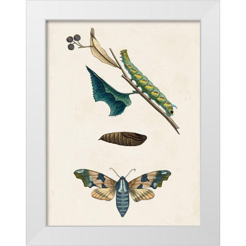 Caterpillar and Moth II White Modern Wood Framed Art Print by Unknown