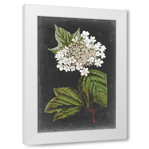 Dramatic White Flowers III White Modern Wood Framed Art Print by Vision Studio