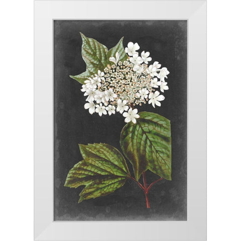 Dramatic White Flowers III White Modern Wood Framed Art Print by Vision Studio