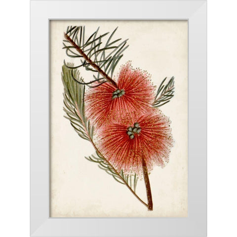 Bottle Brush Flower I White Modern Wood Framed Art Print by Miller, John