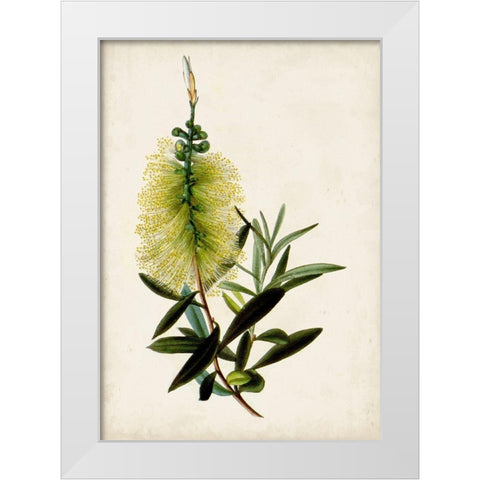 Bottle Brush Flower IV White Modern Wood Framed Art Print by Miller, John