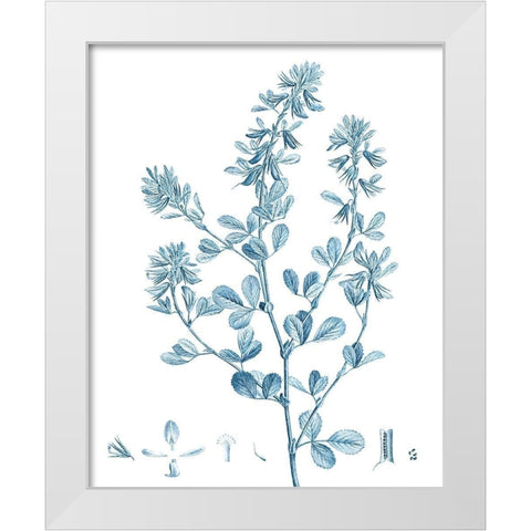 Antique Botanical in Blue VIII White Modern Wood Framed Art Print by Vision Studio