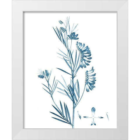 Antique Botanical in Blue IX White Modern Wood Framed Art Print by Vision Studio