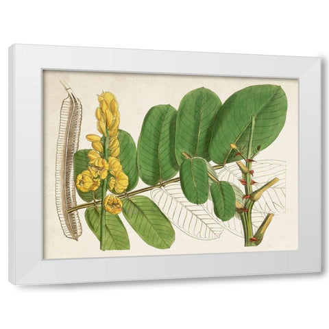 Tropical Foliage and Fruit II White Modern Wood Framed Art Print by Curtis