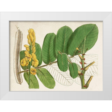 Tropical Foliage and Fruit II White Modern Wood Framed Art Print by Curtis