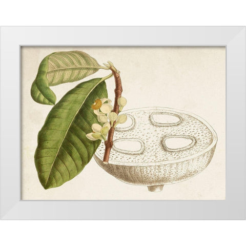Tropical Foliage and Fruit VII White Modern Wood Framed Art Print by Curtis