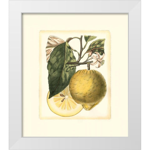 French Lemon Study I White Modern Wood Framed Art Print by Risso, A.