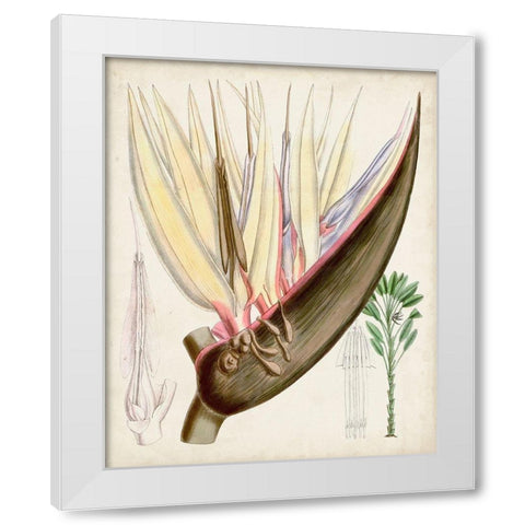 Delicate Tropicals II White Modern Wood Framed Art Print by Curtis