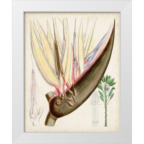 Delicate Tropicals II White Modern Wood Framed Art Print by Curtis