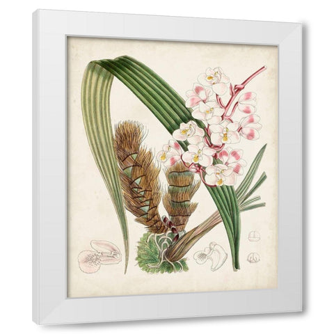 Delicate Tropicals VIII White Modern Wood Framed Art Print by Curtis