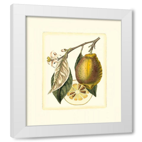 French Lemon Study II White Modern Wood Framed Art Print by Risso, A.
