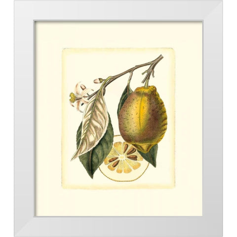 French Lemon Study II White Modern Wood Framed Art Print by Risso, A.
