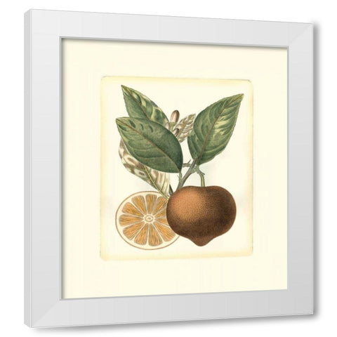 French Orange Study I White Modern Wood Framed Art Print by Risso, A.