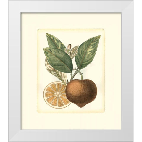 French Orange Study I White Modern Wood Framed Art Print by Risso, A.