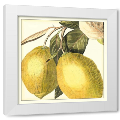 Graphic Lemon White Modern Wood Framed Art Print by Vision Studio