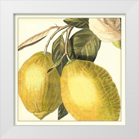 Graphic Lemon White Modern Wood Framed Art Print by Vision Studio