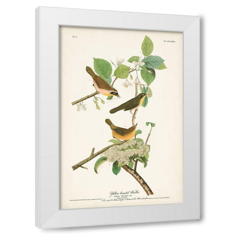 Pl. 23 Yellow-breasted Warbler White Modern Wood Framed Art Print by Audubon, John James
