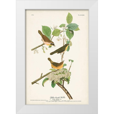 Pl. 23 Yellow-breasted Warbler White Modern Wood Framed Art Print by Audubon, John James