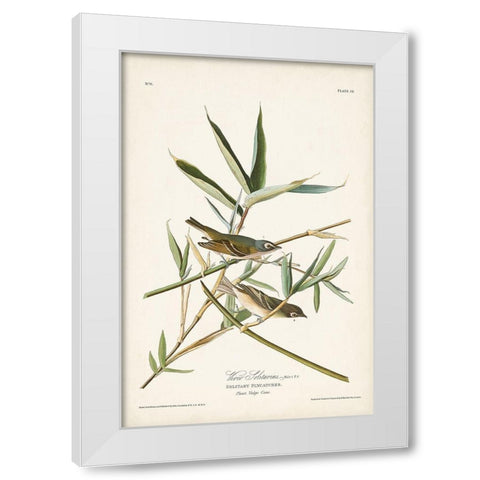 Pl. 28 Vireo Solitarius White Modern Wood Framed Art Print by Audubon, John James