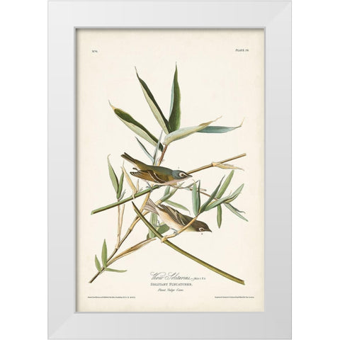 Pl. 28 Vireo Solitarius White Modern Wood Framed Art Print by Audubon, John James