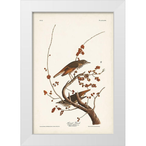 Pl. 58 Hermit Thrush White Modern Wood Framed Art Print by Audubon, John James