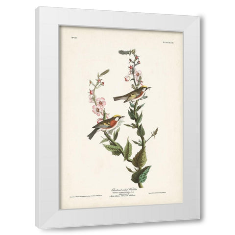 Pl. 59 Chestnut-sided Warbler White Modern Wood Framed Art Print by Audubon, John James