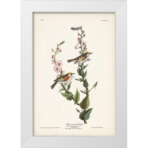 Pl. 59 Chestnut-sided Warbler White Modern Wood Framed Art Print by Audubon, John James