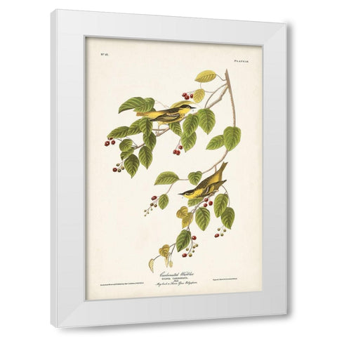 Pl. 60 Carbonated Warbler White Modern Wood Framed Art Print by Audubon, John James