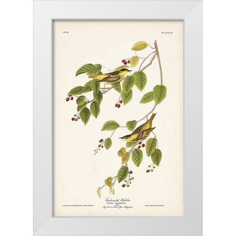 Pl. 60 Carbonated Warbler White Modern Wood Framed Art Print by Audubon, John James